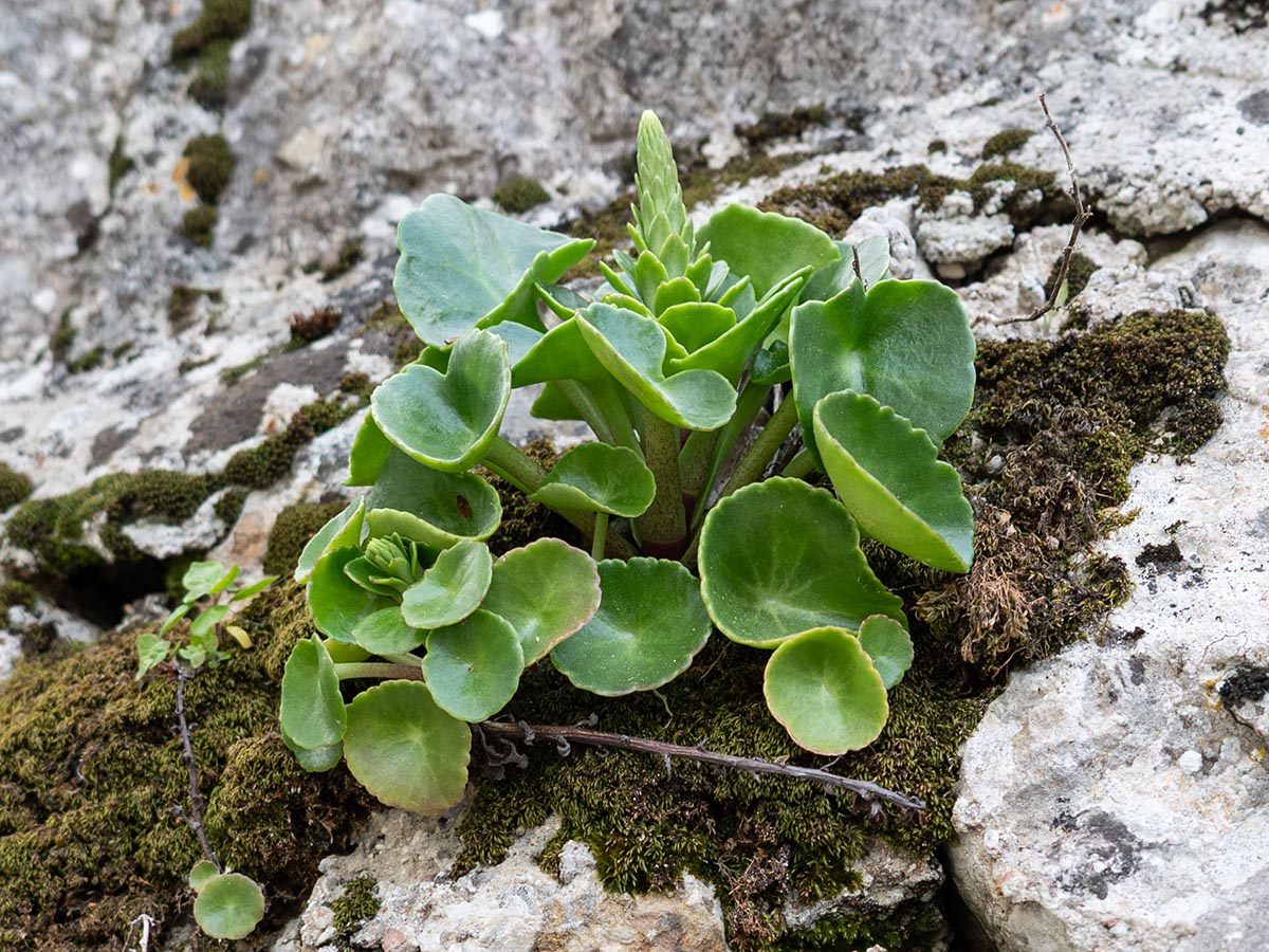 Habitus